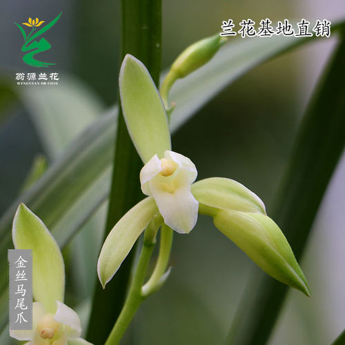 老种四季建兰花苗金边素心带花香