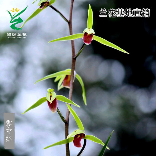 喜花里兰花细叶寒兰雪中红名贵