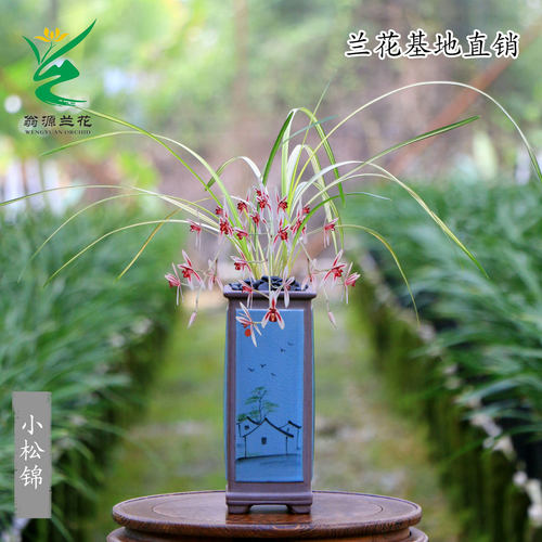 翁源兰花高端送春线艺小松锦好养