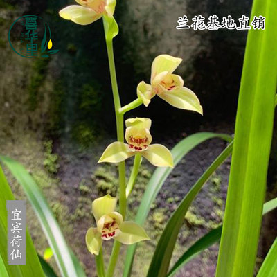 翁源兰花四季建兰宜宾荷仙浓香型