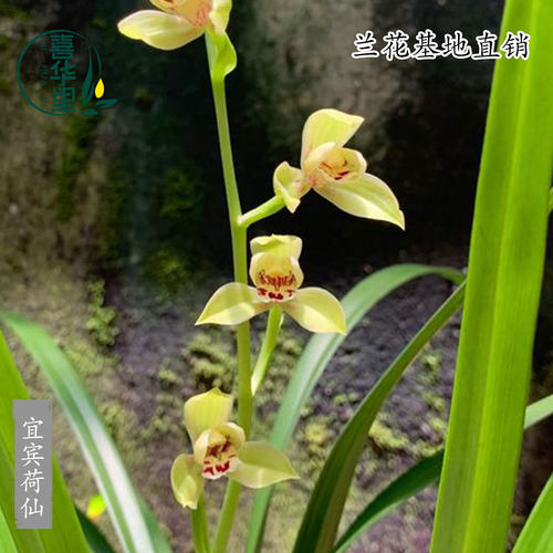 翁源兰花四季建兰宜宾荷仙浓香型