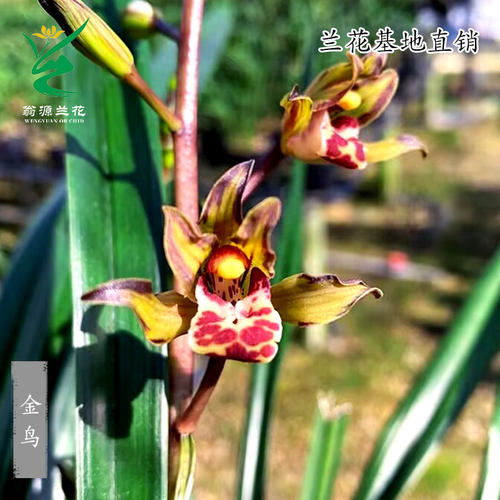 墨兰铭品带花浓香型奇花金鸟好养