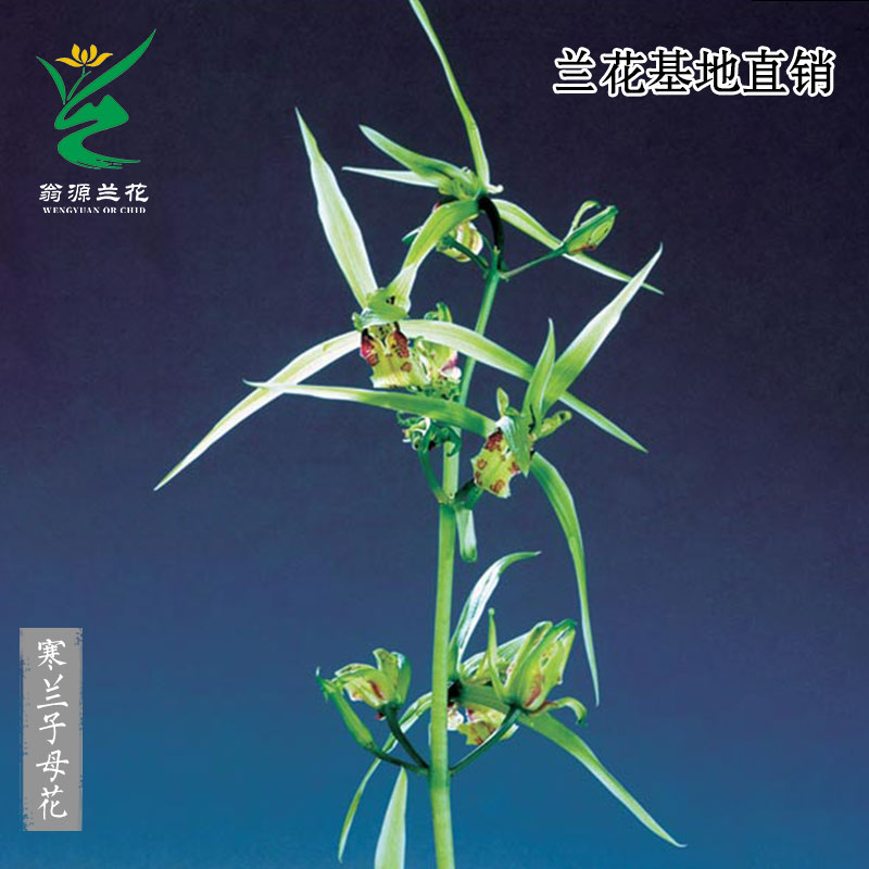 喜花里兰高端寒兰子母花奇花浓香
