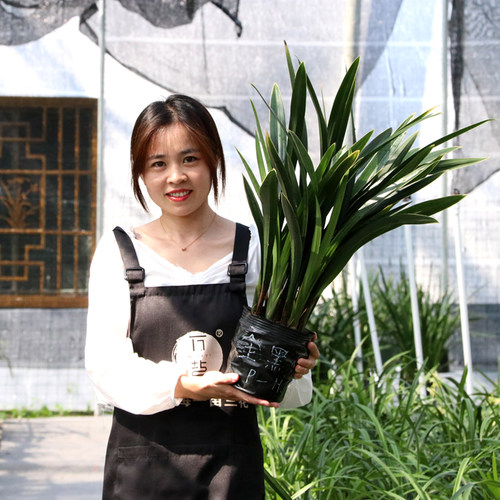 翁源兰花金边墨兰带花浓香型好养