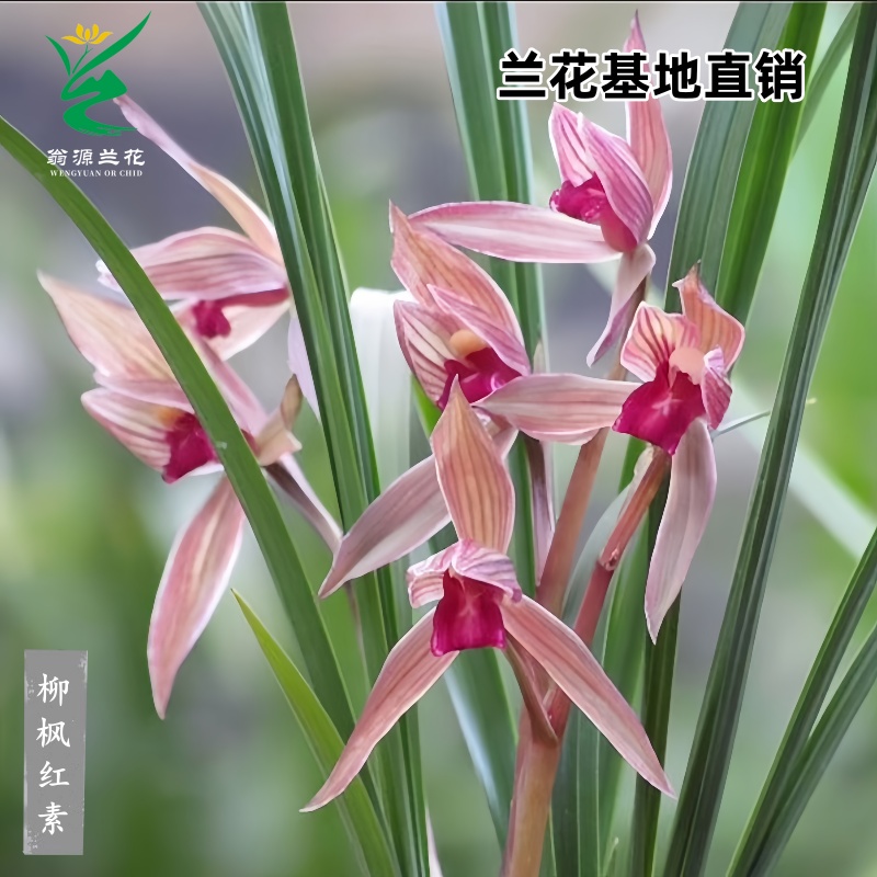 春剑老种柳枫红素开花浓香型好养