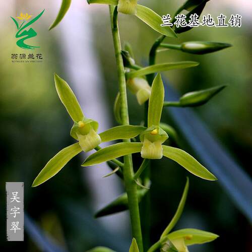 翁源兰花苗吴字翠素浓香带花好养