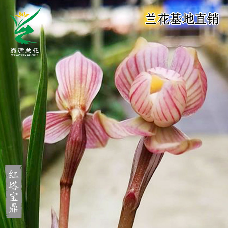 高端老种春兰红塔宝鼎奇特带花香