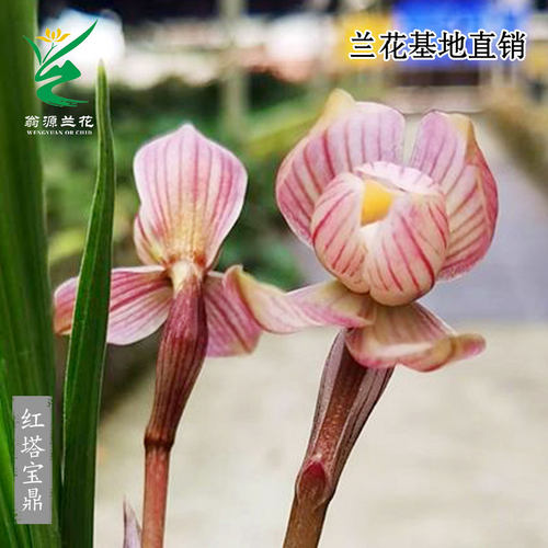 翁源兰花春兰红塔宝鼎带花浓香型