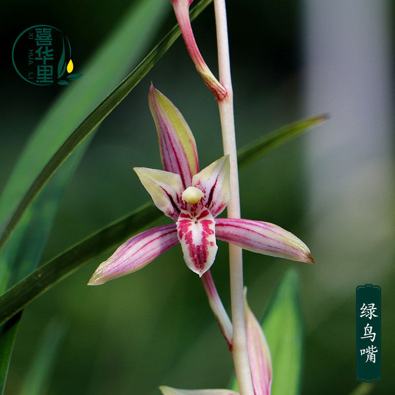 翁源兰花喜花里四季建兰绿鸟嘴香妃带花浓香红花室内绿植花卉盆栽