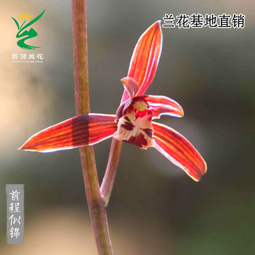 翁源兰花前程似锦浓香型带花好养