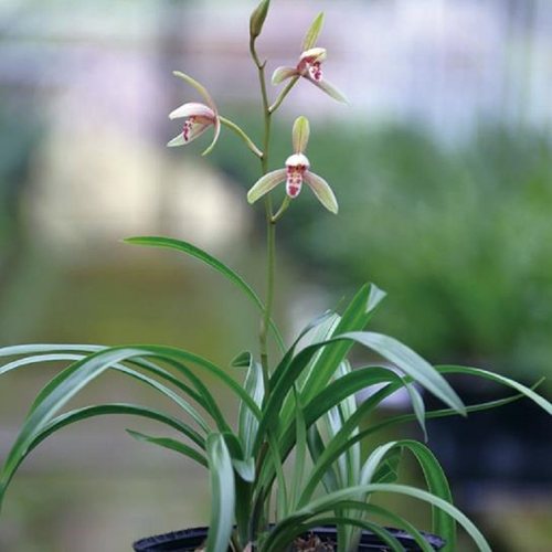 高端四季建兰艺草曲巧带花好养香