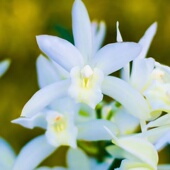 翁源兰花喜花里四季 建兰白雪公主带花浓香型室内好养绿植花卉盆栽