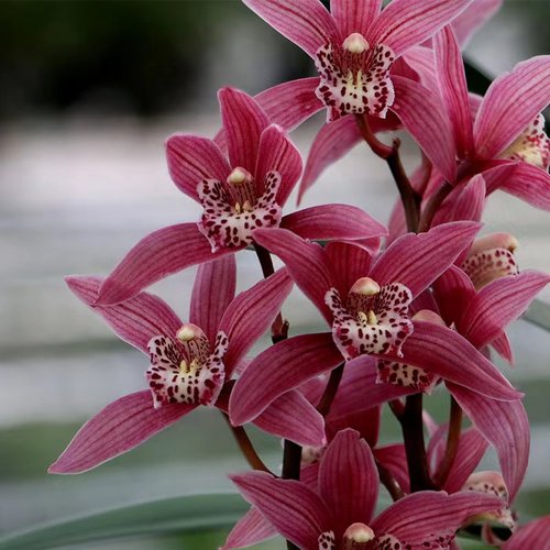 四季红花台北小姐带花浓香好养卉