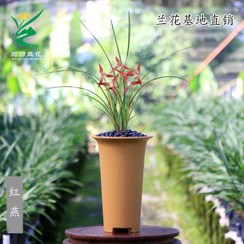 翁源兰花春剑红燕带花浓香型好养