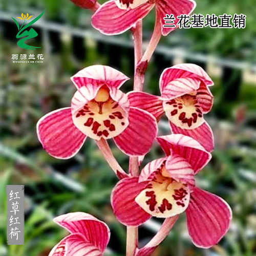 翁源兰花红草红荷浓香型带花盆栽