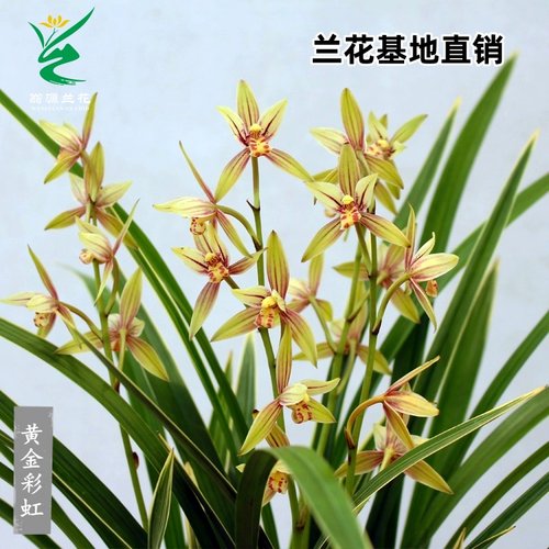 喜花里兰花苗四季建兰黄金彩虹