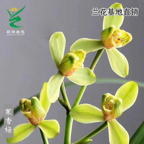 翁源兰花苗寒兰寒香梅花期长浓香