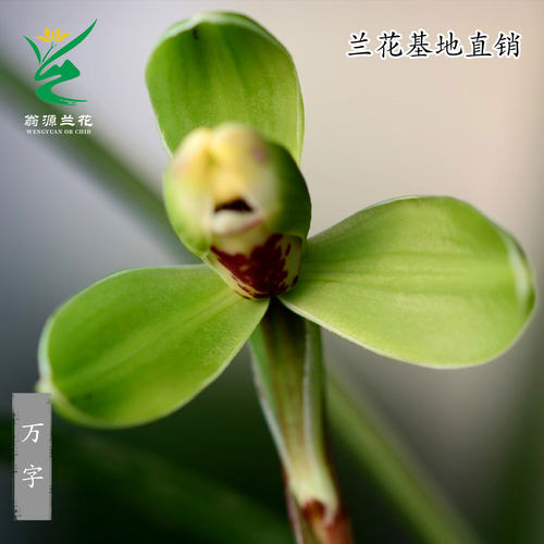 翁源兰花苗喜花里正品春兰细叶万字宋梅带花正格梅瓣浓香好养花卉
