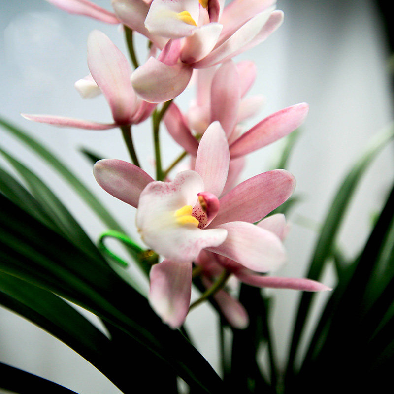 精品兰花苗粉色带花浓香墨兰樱花多花好养室内绿植花卉盆栽原盆土