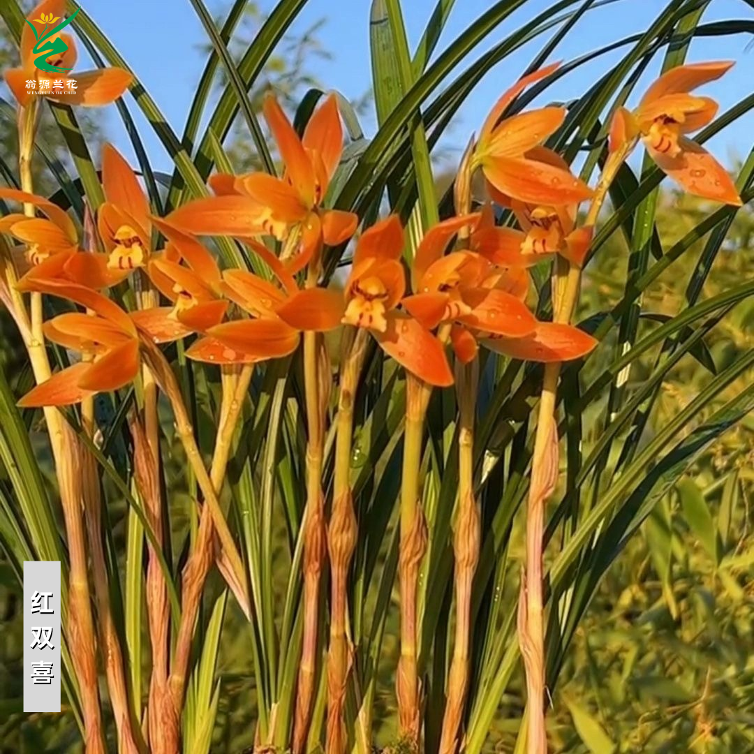 春兰红双喜转色花开花浓香型好养