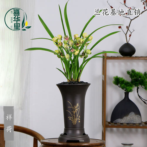 翁源兰花四季建兰祥荷浓香型易养