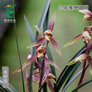 翁源兰花苗喜花里正品 寒兰朱砂痣白月光带花浓香好养室内花卉盆栽