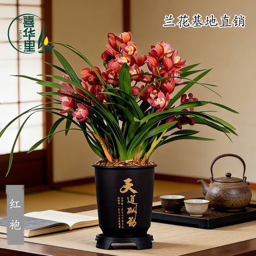 翁源兰花苗大花蕙兰桌面红袍好养