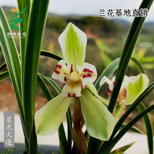 翁源兰花老种春兰星光大道带花香