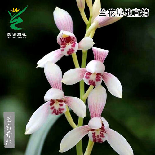 翁源兰花四季建兰玉白丹红带花香