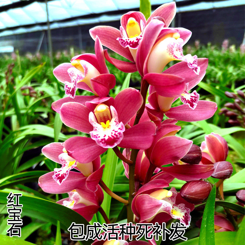 翁源兰花喜花里【红宝石】年宵花红将军红色带花浓香室内绿植花卉