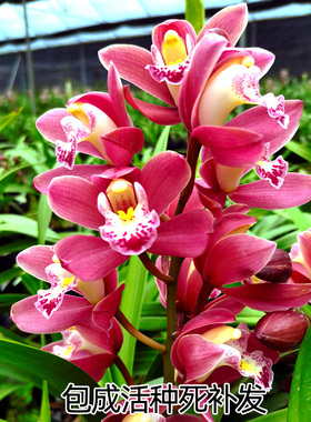 【团购】喜花里【红宝石】年宵花红将军红色带花浓香室内绿植花卉