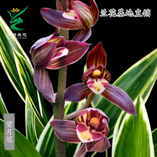 翁源兰花墨兰望月冠金边浓香好养