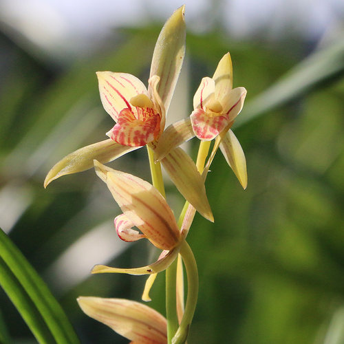 精品兰花苗建兰四季峨眉好养带花