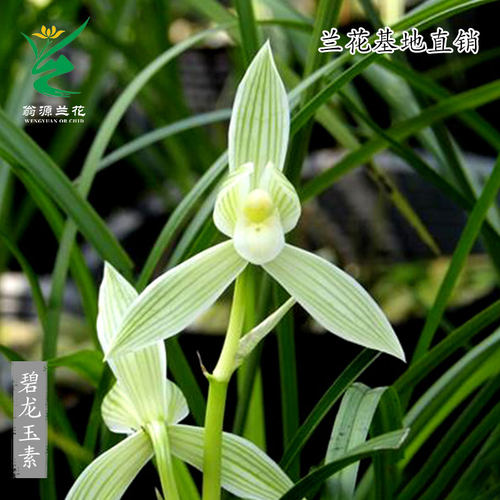 翁源兰花莲瓣兰浓香型老种小雪素