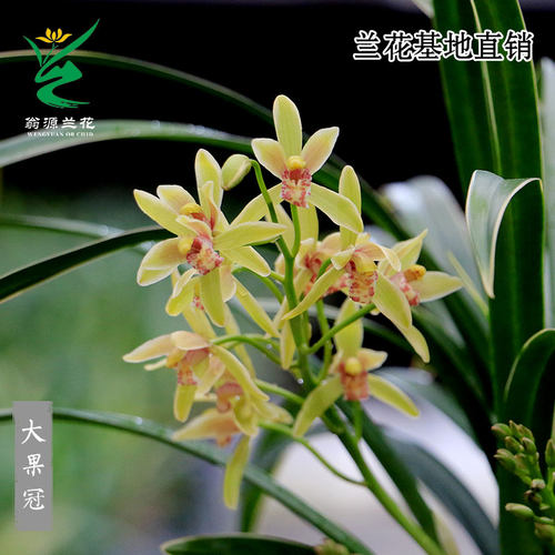 翁源兰花金边大果冠浓香当年开花