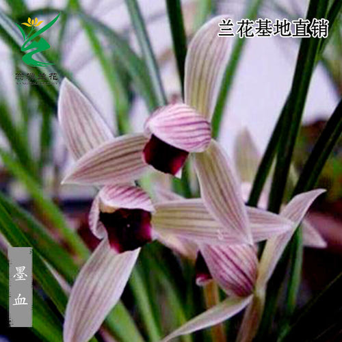 高端莲瓣兰墨血老种红舌带花浓香