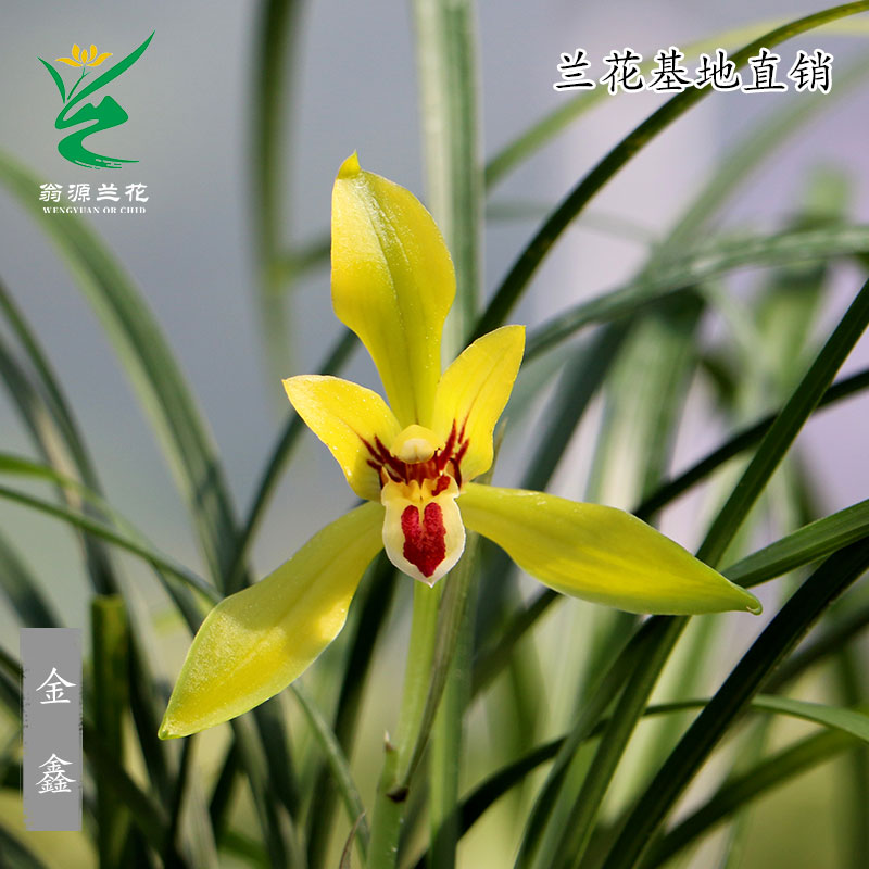 喜花里兰花苗新手好养开花浓香