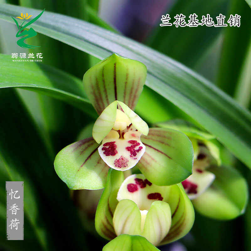 喜花里兰花苗四季建兰忆香荷带花浓香带花好易养室内绿植花卉盆栽