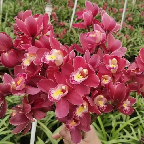 大花蕙兰红宝石开花浓香好养绿植