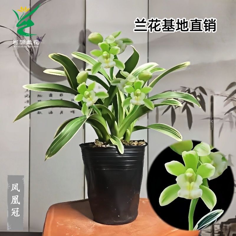 兰花矮种名贵花卉金边凤凰冠好养