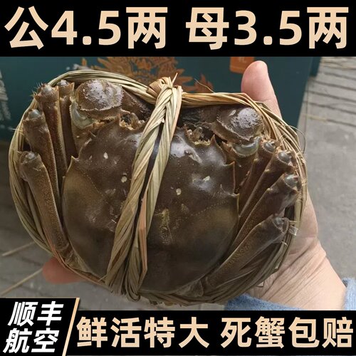 阳澄大闸蟹官方旗舰礼盒