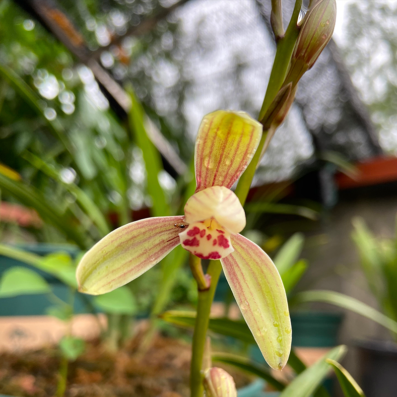 禅月达金边兰带花剑紫摩建盆沙绿植兰花盆高雅透气室内栽-封面