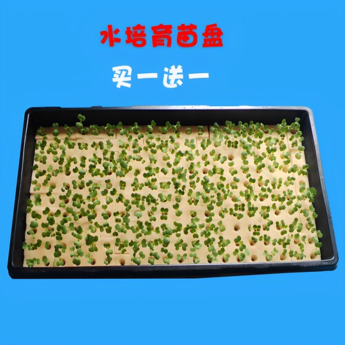 买一送一黑色育苗盘育苗海绵包邮