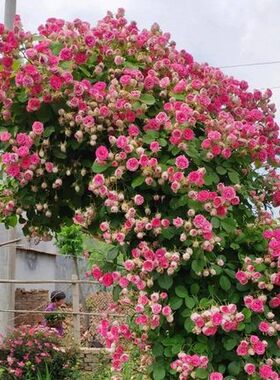 藤本胭脂扣月季花苗丰花多头别墅庭院拱门爬墙垂吊四季好活植物