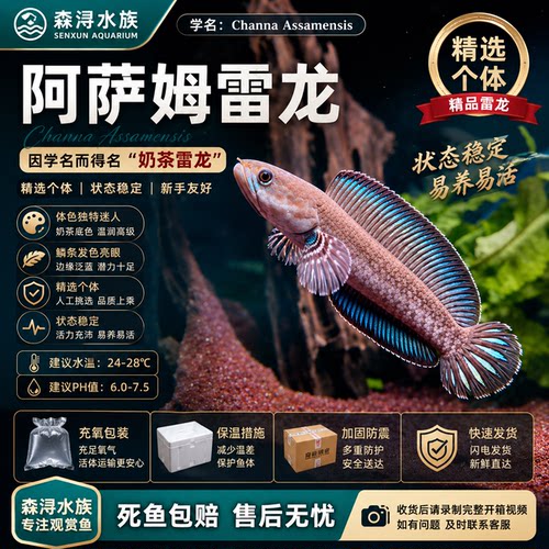 奶茶雷龙鱼活体阿萨姆蓝帆小型热带淡水观赏鱼皮实好养追手互动强