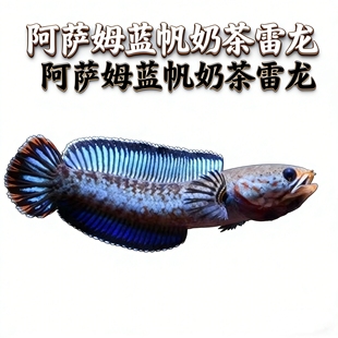雷龙鱼 小型雷龙 阿萨姆雷龙饲养活体水族野生奶茶雷龙 亚热带鱼