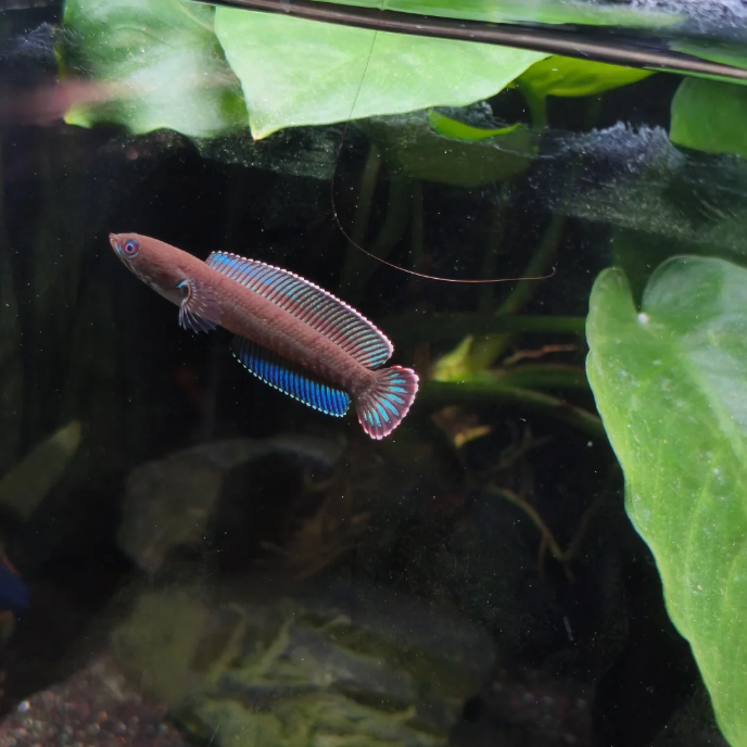独特色泽奶茶雷龙淡水活体观赏鱼水族箱颜值担当皮实好养新手优选