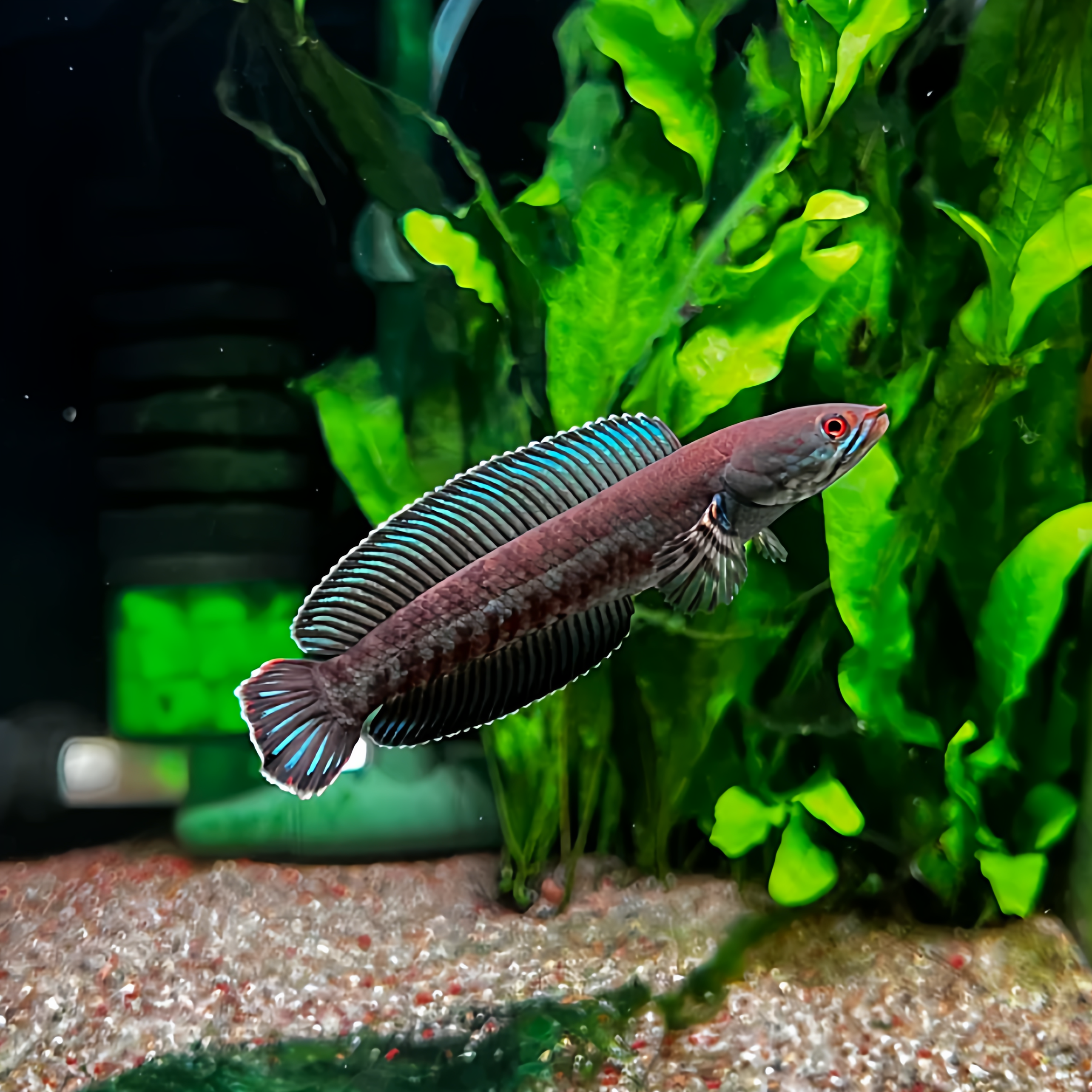 阿萨姆奶茶雷龙鱼淡热带水品种温顺灵动活泼家庭水族饲养优选,宠物/宠物食品及用品,鱼,淘宝优惠券,粉丝福利购,淘宝优惠卷