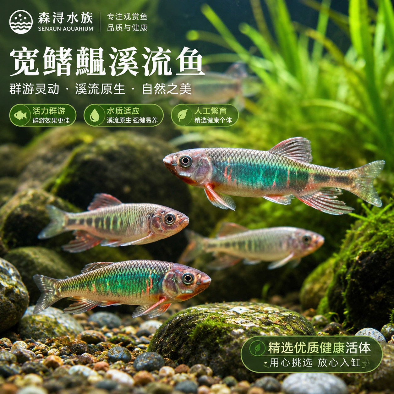 艳色宽鳍鱲活体原生冷水溪流鱼游动姿态优美生态鱼缸点缀鱼类