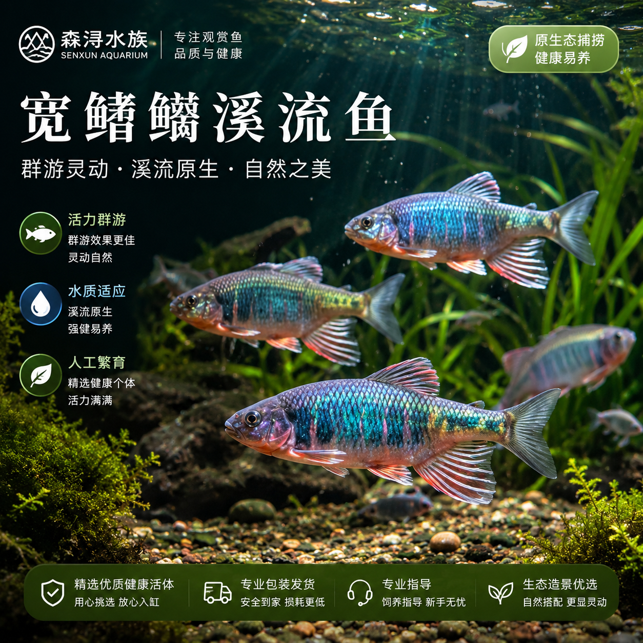 宽鳍鱲鱼苗活体原生溪流小鱼易存活色彩鲜亮溪流生态缸造景鱼